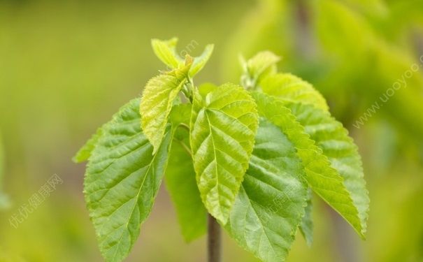 桑叶泡脚有什么好处？桑叶泡脚的好处有哪些？[图]