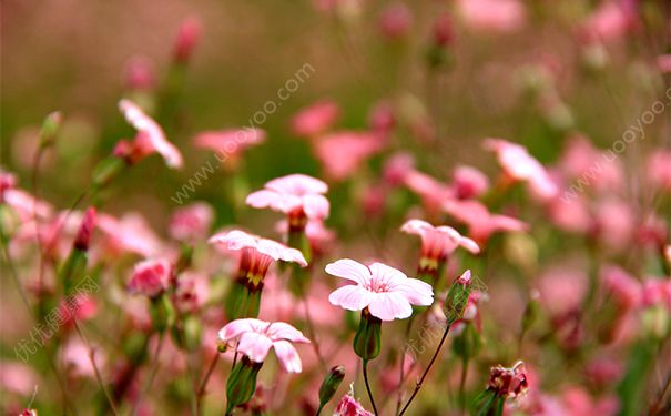 dd霜和隔离霜哪个先用？dd霜和隔离霜的使用顺序(1)