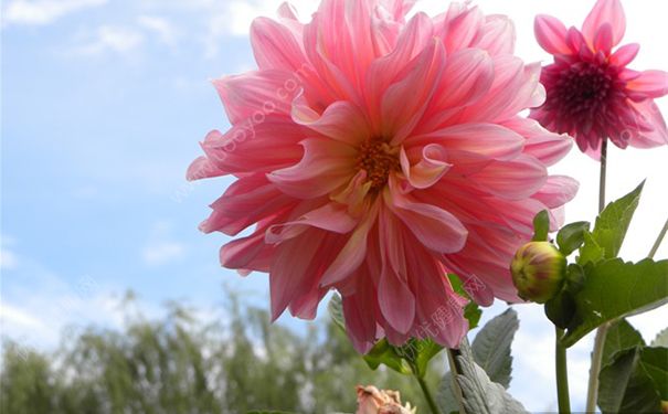 吃什么痘痘好的更快？吃什么痘痘最容易消除？(1)