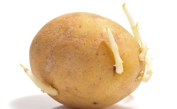 几种易引起食物中毒的常见蔬菜有哪些？容易中毒的食物(1)