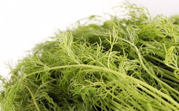 茴香孕妇能吃吗？茴香孕妇可以吃吗？[图]