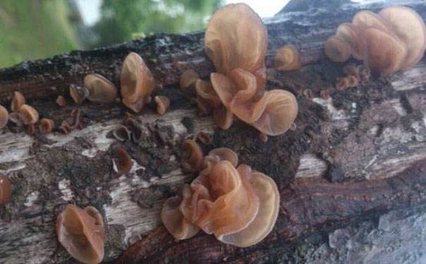 木耳不能和什么一起吃？木耳的食用禁忌[图]