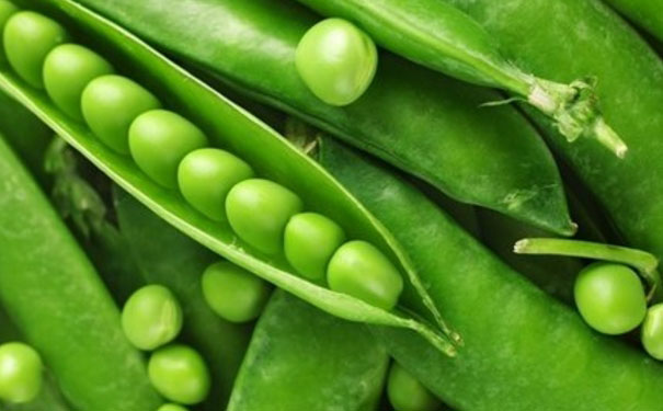 生豌豆有毒吗？豌豆没熟会中毒吗？[图]