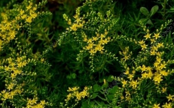 垂盆草怎么吃？垂盆草的功效与作用[图]