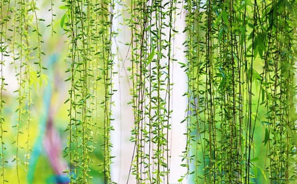 寒食节是清明节吗？寒食节和清明节的关系？[图]