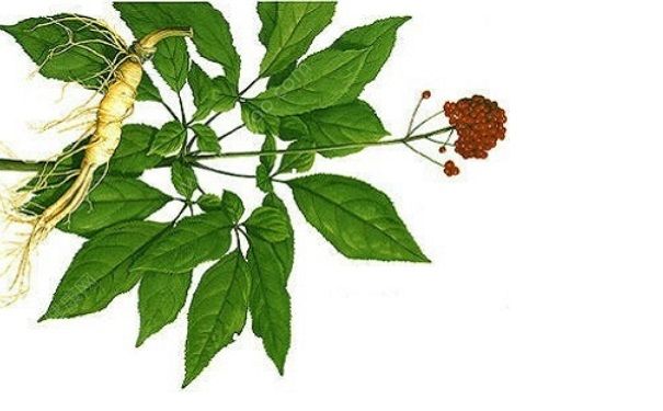 凤尾草能治什么病？凤尾草的功效与作用[图]