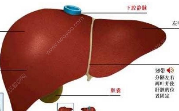硫普罗宁片的作用 硫普罗宁片效果[图]