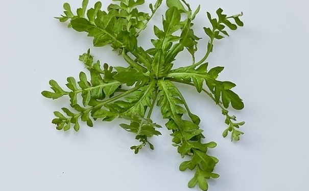 荠菜孕妇能吃吗？荠菜孕妇可以吃吗？(1)