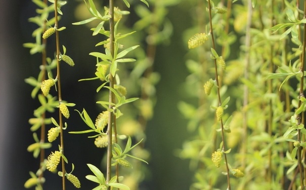 寒食节是哪一天？寒食节是什么节？[图]
