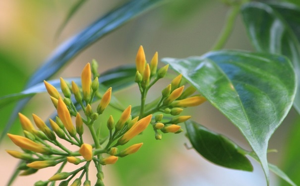 断肠草是什么？断肠草是什么植物？(1)