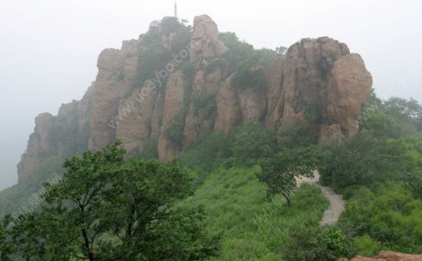 三白草的功效与作用 三白草肝炎颗粒[图]