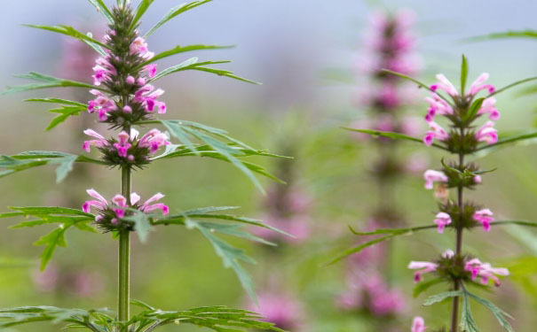 益母草催经吗？益母草能催月经吗？(1)