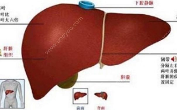 朝阳胶囊效果怎么样？珠子肝泰胶囊的功能主治[图]