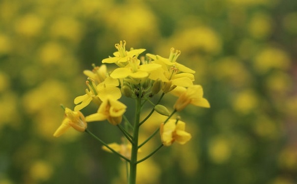 油菜开花了还能吃吗？开花的油菜能吃吗？[图]