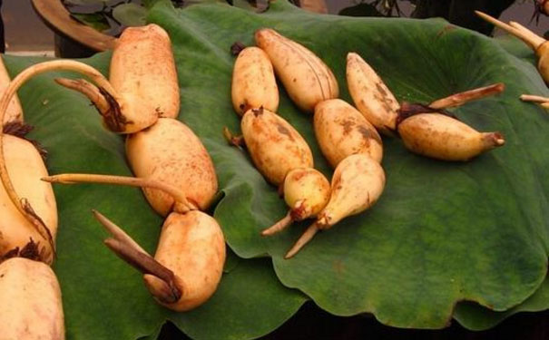 莲藕发芽还能吃吗？长芽的莲藕还能吃吗？(1)