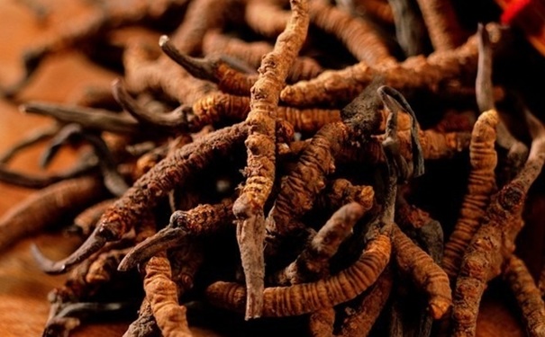 冬虫夏草孕妇可以吃吗？孕妇能吃冬虫夏草吗？(1)