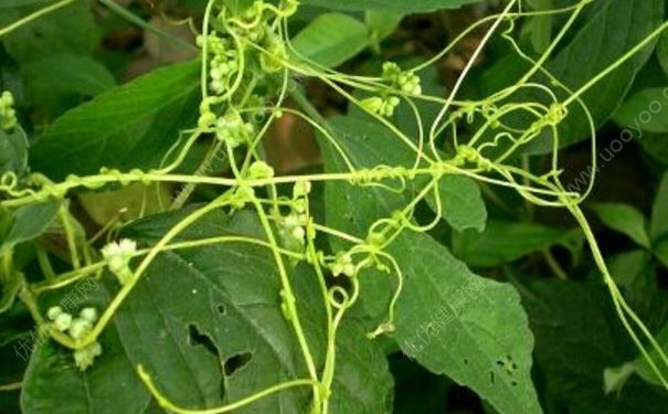 菟丝子是什么？菟丝子是什么植物？[图]