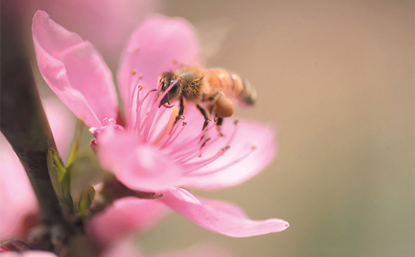 蜂胶是蜂王浆吗？蜂胶和蜂王浆的区别[图]
