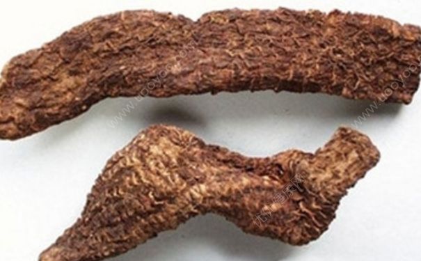 大芸有什么好处？大芸的功效与作用[图]