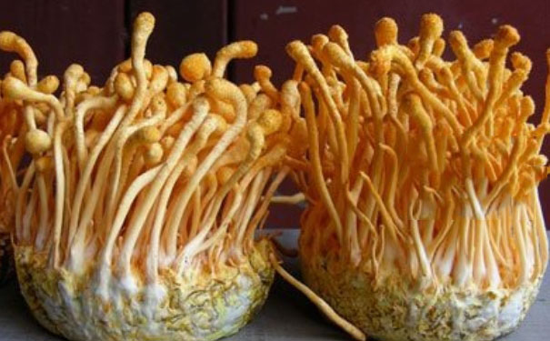 虫草花怎么吃？虫草花的吃法[图]