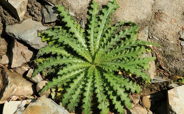 野菜孕妇可以吃吗？孕妇可以吃什么野菜？[图]