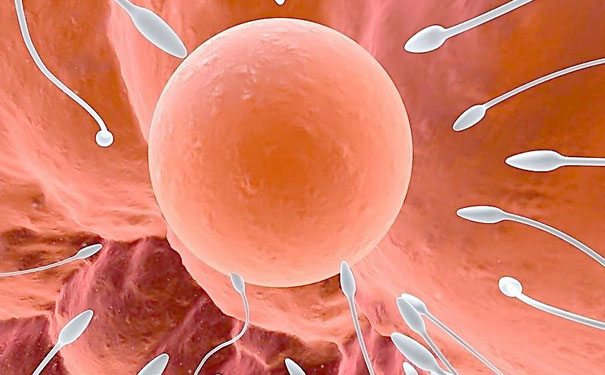 怎样能促进卵泡发育？促排卵生长的方法[图]