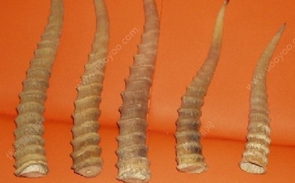 羚羊角有什么功效？羚羊角有什么用？[图]