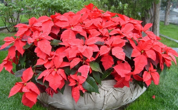 一品红室内可以放吗？一品红有没有毒？[图]