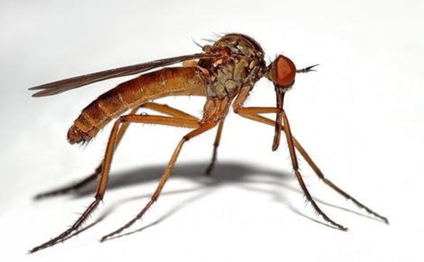 为什么秋天的蚊子毒？秋天蚊子多吗？(1)