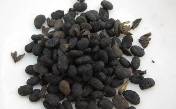补骨脂有什么禁忌？补骨脂有毒吗？(1)