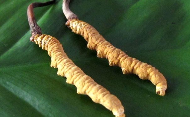 冬虫夏草是草还是虫？冬虫夏草是植物还是动物？[图]