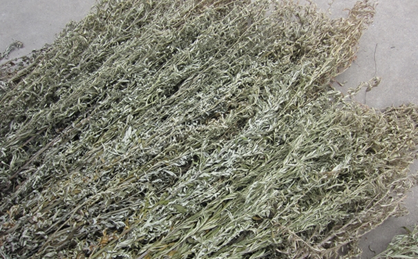 艾草孕妇能闻吗？孕妇闻艾草有没有影响？(1)