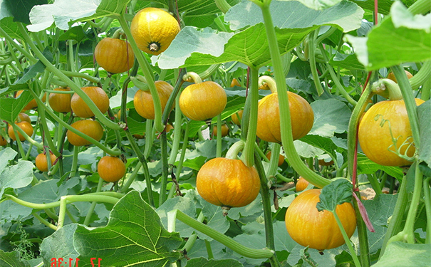 雌激素的作用包括哪些？雌激素生理作用[图]