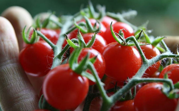 圣女果有助孕功效吗？圣女果助孕吗？[图]