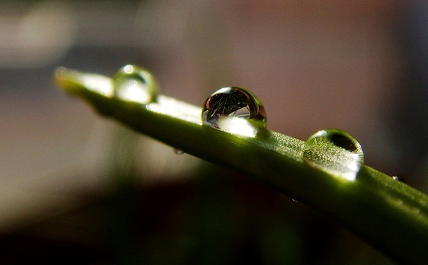 芦荟胶能治红血丝吗？芦荟胶能不能去红血丝？(1)