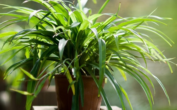 怎样除甲醛效果最好？除甲醛的妙招有哪些？[图]