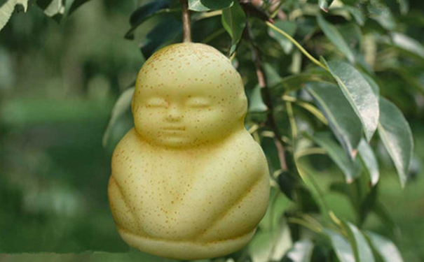 孕妇能吃人参果吗？孕妇可以吃人参果吗？(1)