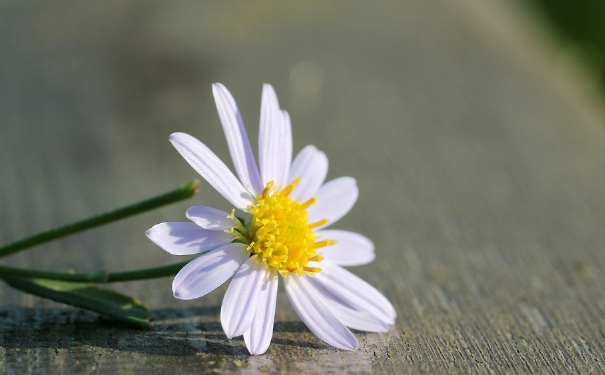 野菊花的功效与作用 野菊花茶有什么功效？(1)