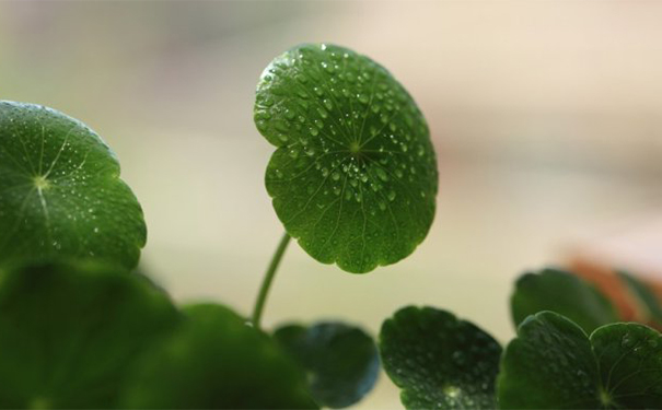 金钱草有毒吗？金钱草的副作用[图]