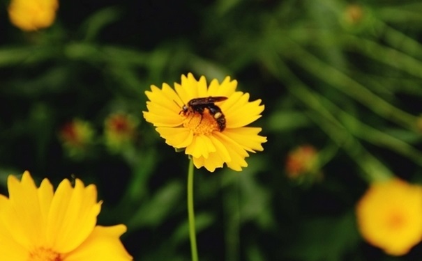 夏天哪些虫最容易咬人？夏天怎么防蚊虫叮咬？[图]