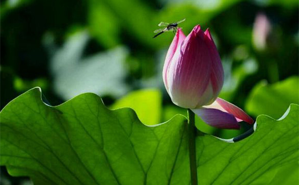 小暑是入伏吗？小暑是不是三伏天的头伏？[图]