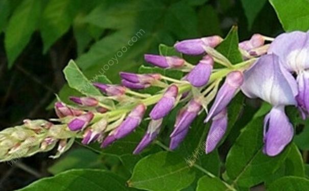 葛花有什么作用？葛花的作用与功效[图]