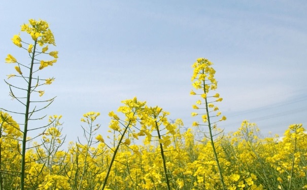 春分节气怎么养生？春分节气养生要怎么做？(1)