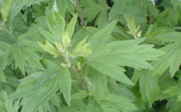 艾草的功效与作用 艾草有什么作用？(1)