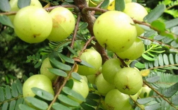 孕妇可以吃余甘果吗？怀孕吃余甘果好吗？(1)