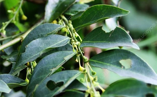 六耳苓有哪些药用价值？六耳苓的功效与作用[图]