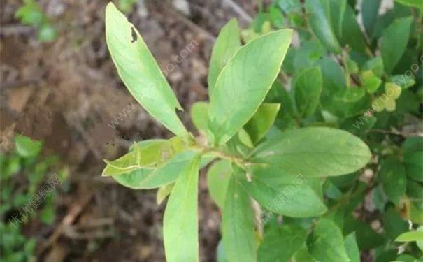 山白芷有哪些药用价值？山白芷的功效与作用[图]