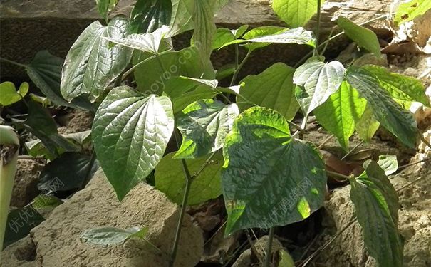 荜茇有什么药用价值？荜茇的功效与作用(1)