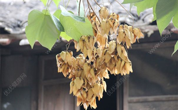 梧桐子有哪些药用价值？梧桐子的功效与作用[图]
