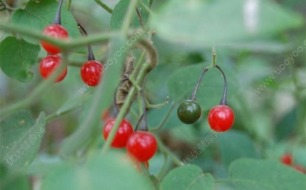 白英有毒吗？白英的功效与作用[图]